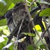 Caprimulgiformes
